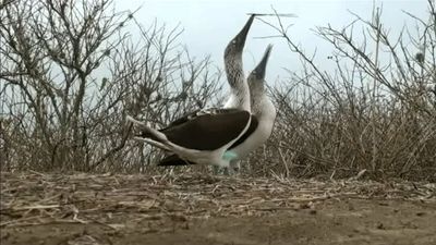 The unique animal life of the Galapagos Islands