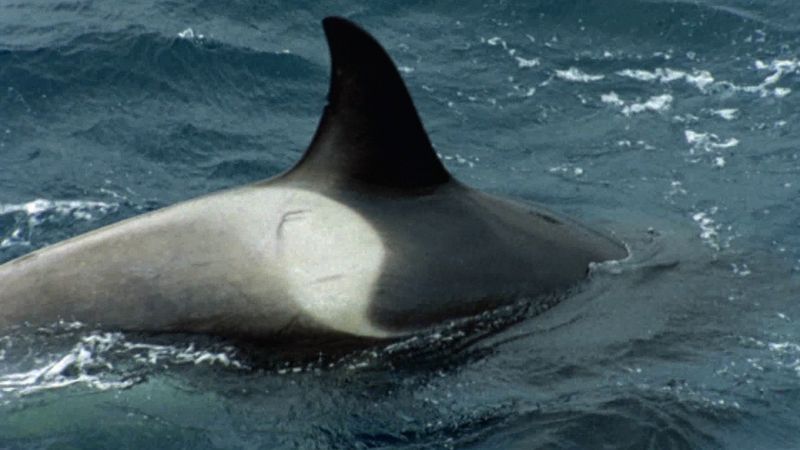 Survival in the storm-battered waters of the Shetland Islands