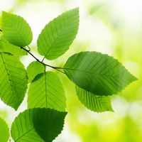 Sunlight shining on leaves. Photosynthesis