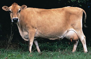 Jersey cow