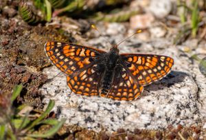 Edith's checkerspot