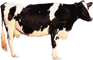 Holstein-Friesian cow