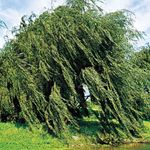 weeping willow tree