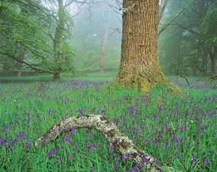 bluebells