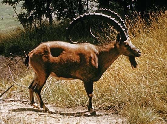 Nubian ibex (Capra nubiana).