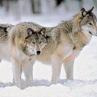 Grey Wolves at the edge of a snowy forest.