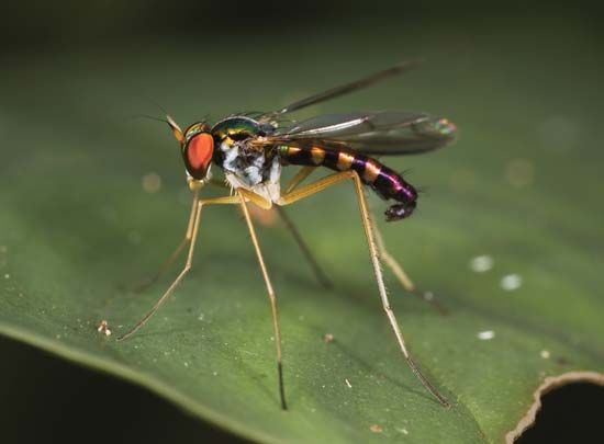 Long-legged fly