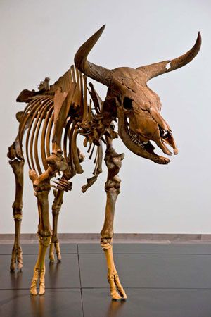 aurochs skeleton