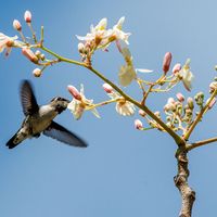 Cuban Bee Hummingbird (Mellisuga helenae) single adult male, Zapata peninsula, Cuba, Caribbean.Bee hummingbirds are the smallest birds in the world.