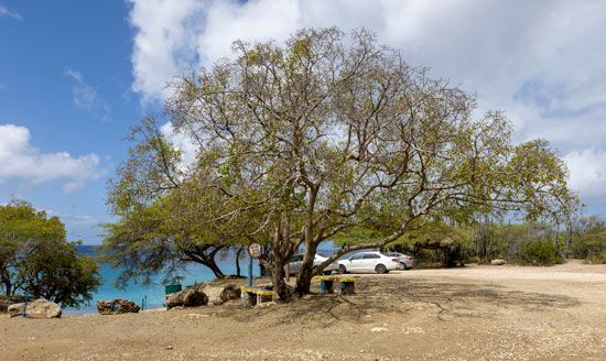 manchineel tree