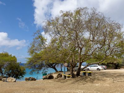 manchineel tree