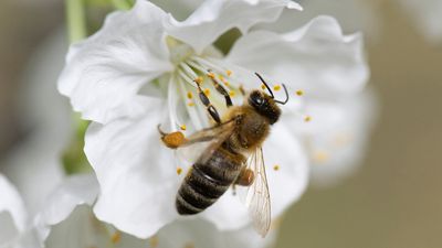 Which bee species really need saving?