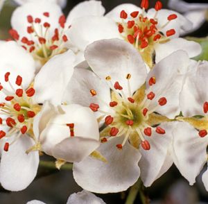 apple flowers