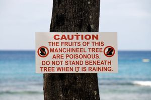 manchineel warning