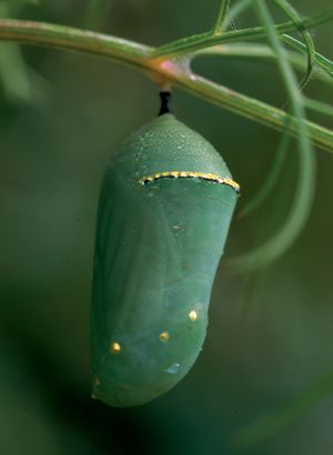 Monarch butterfly chrysalis