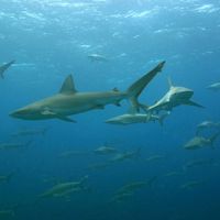 A large school of mano (sharks) called Galapagos sharks at Maro Reef in the Papahanaumokuakea Marine National Monument. Galapagos shark (Carcharhinus galapagensis)a worldwide species of requiem shark, family Carcharhinidae.