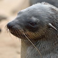 Head of brown fur seal, Namibia. Cape fur seals, eared seals.