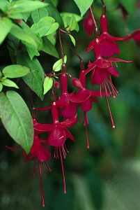 An inferior ovary at the base of the flower of Fuchsia precedes the floral tube formed by the four sepals and four petals.