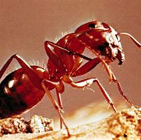 Carpenter ant (Camponotus).