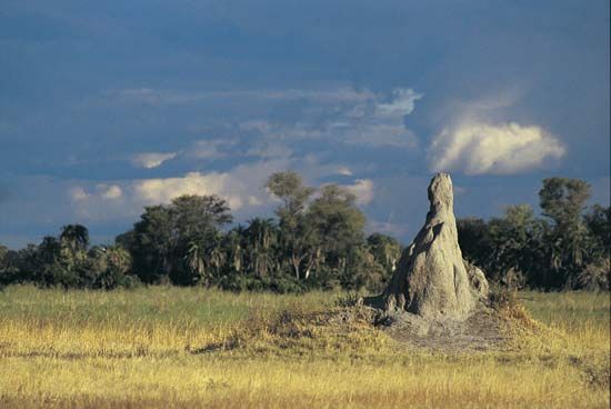 termite mound