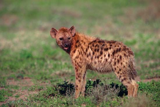 Hyena.