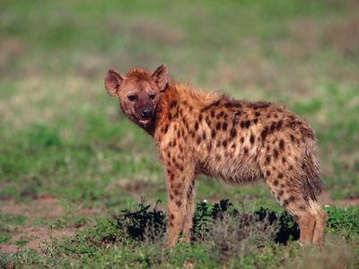 Hyena.