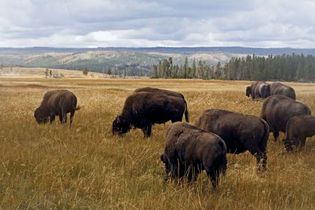 Yellowstone National Park: bison