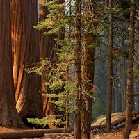 Majestic sequoias in Sequoia National Park. (trees; sunlight; forest; conifers; sequoia tree)