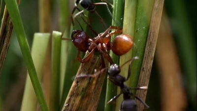 Hear E.O. Wilson talk about his research on how ants determine the death of another