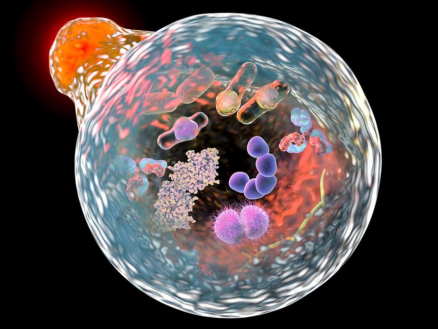 Mechanism of cellular autophagy, illustration for Nobel Prize Award in Medicine 2016. 3D illustration showing fusion of lysosome with autophagosome containing microbes and molecules.