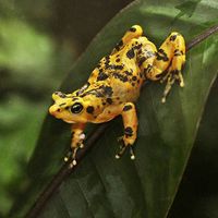 The Panamanian Golden Frog is a critically endangered frog which is endemic to Panama.