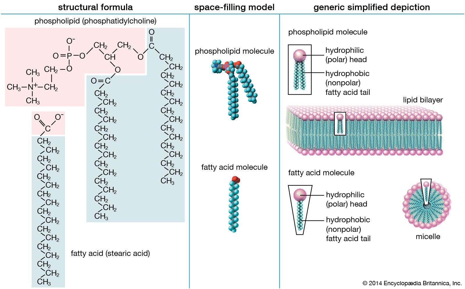 lipid structure