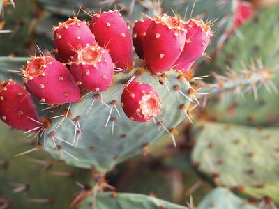 Prickly pear