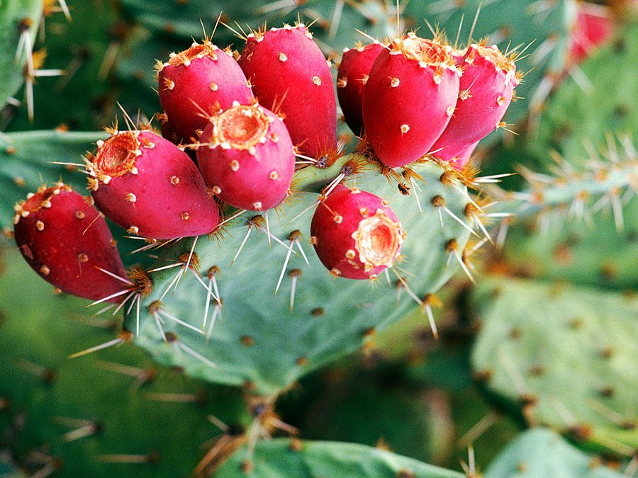 Prickly pear