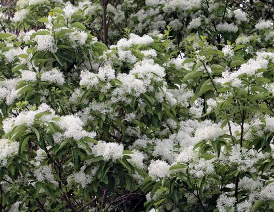 tung tree