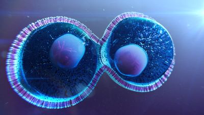 Each stage in the cell cycle, explained