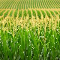 Rows of tassled corn in a Nebraska field. (agriculture)