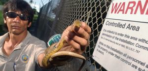 Brown tree snake (Boiga irregularis) in Guam