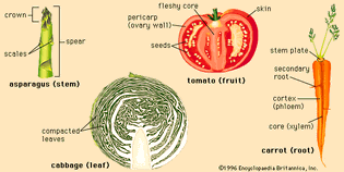 vegetable structures