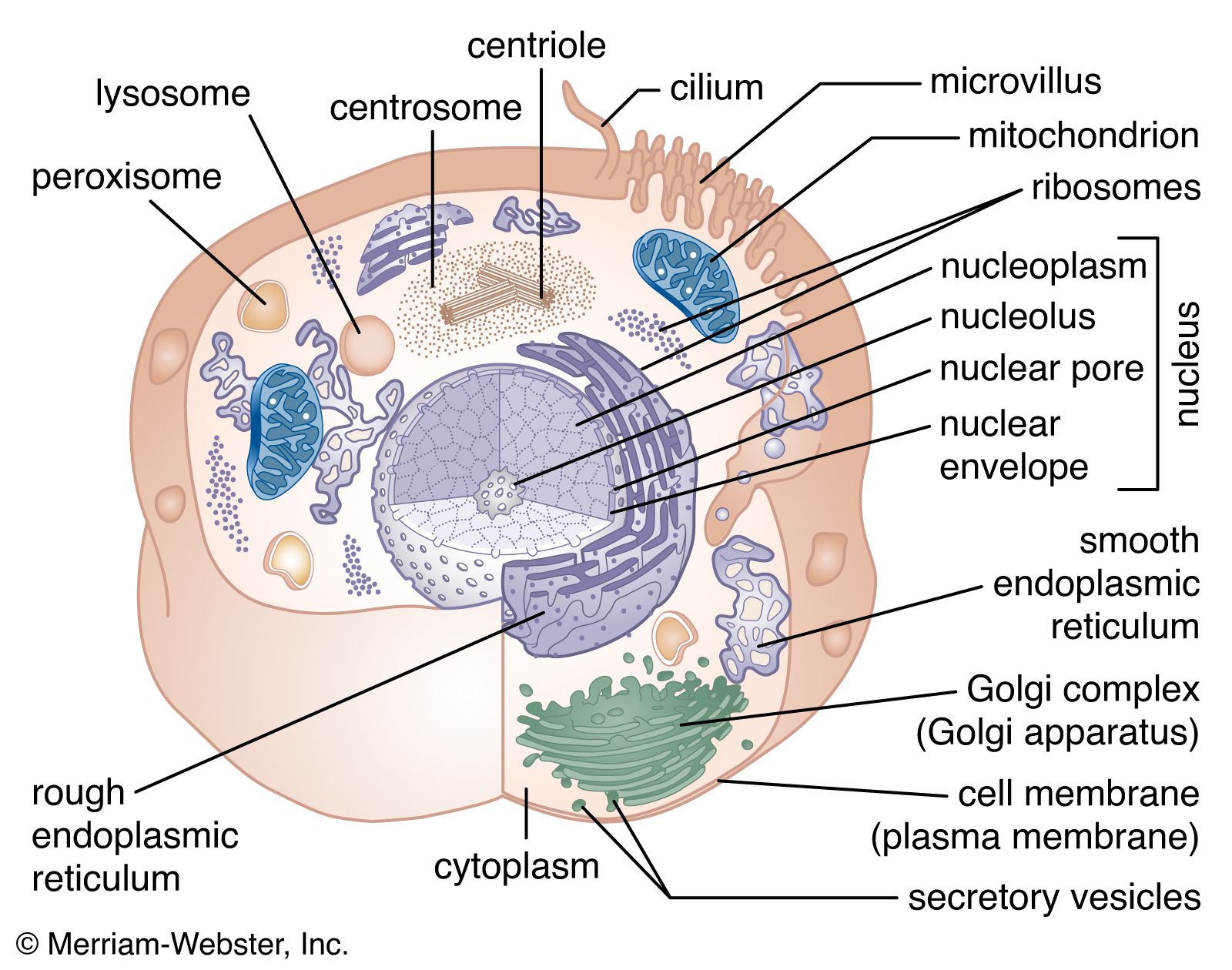 animal cell