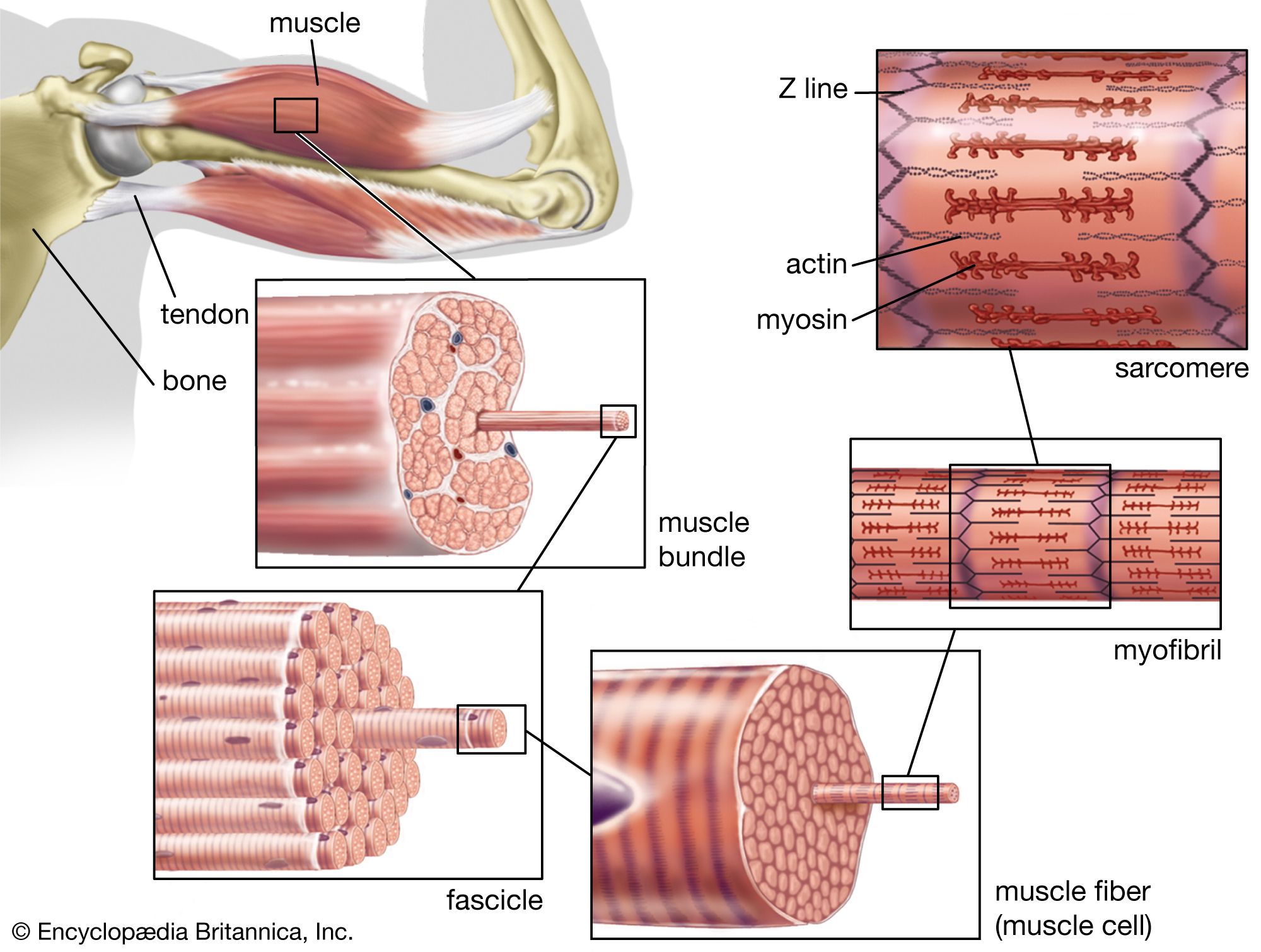 striated muscle; human biceps muscle