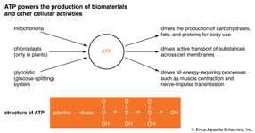 adenosine triphosphate; physiology