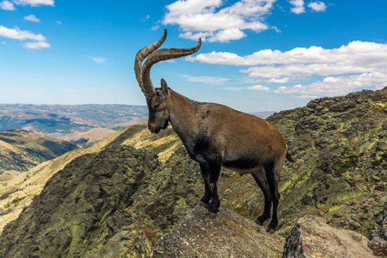 Spanish ibex (Capra pyrenaica).