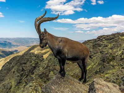 Spanish ibex (Capra pyrenaica).