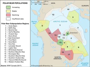 polar bear populations in the Arctic