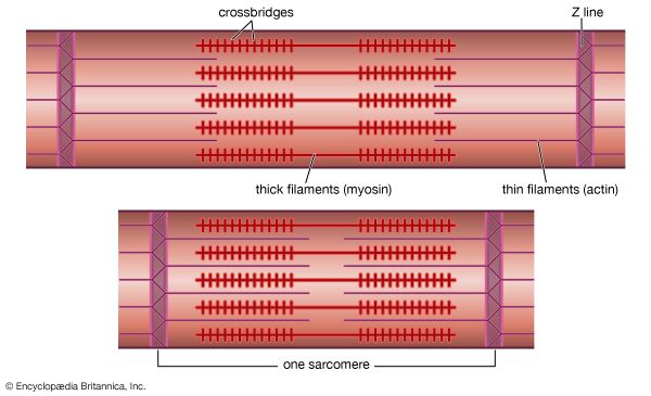 myofilaments in a striated muscle