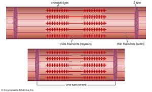 myofilaments in a striated muscle