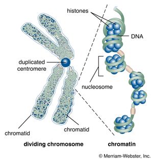 centromere and chromatids in cell division