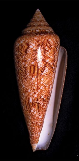 Conus gloriamaris