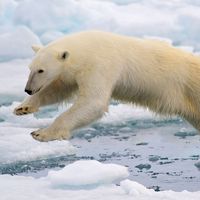 Polar bear leaping among ice floes at Spitsbergen, Svalbard archipelago, Norway, the Arctic. Sea ice climate change mammal jump global warming